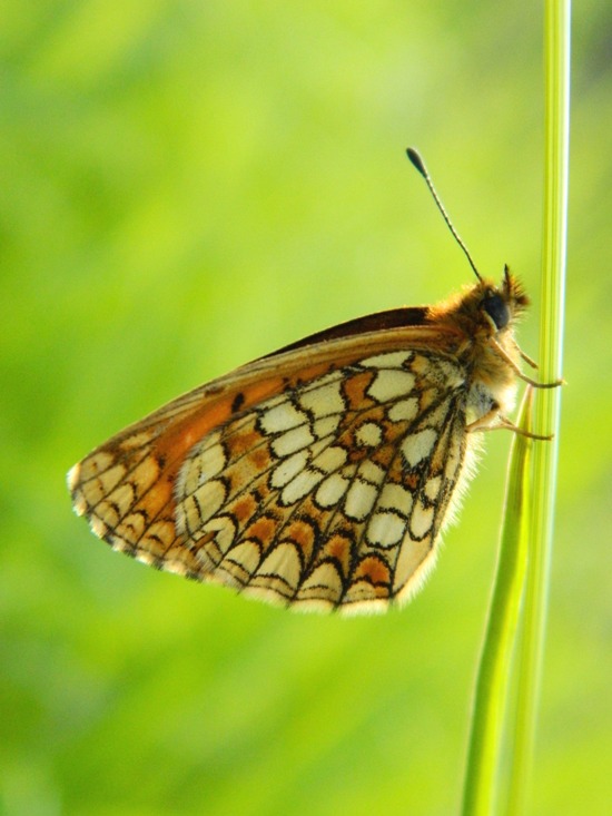 Melitaea da id.